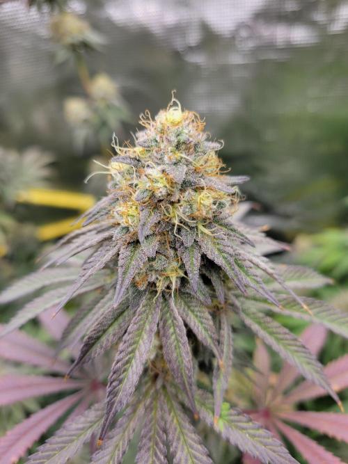 My second round of feminized seeds. Week 14