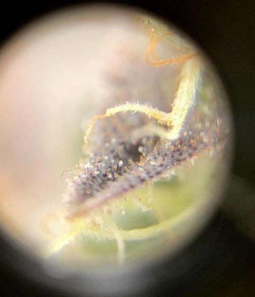 My second round of feminized seeds. Week 14