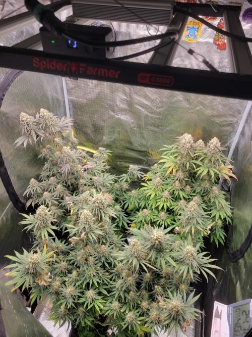 My second round of feminized seeds. Week 15