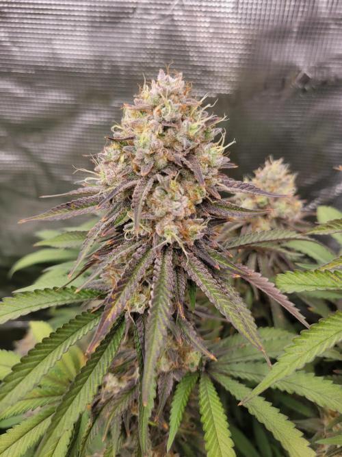 My second round of feminized seeds. Week 15