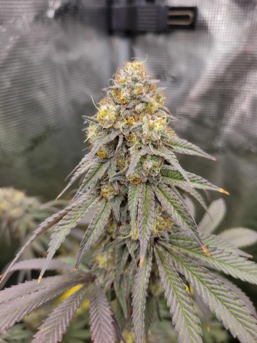 My second round of feminized seeds. Week 15