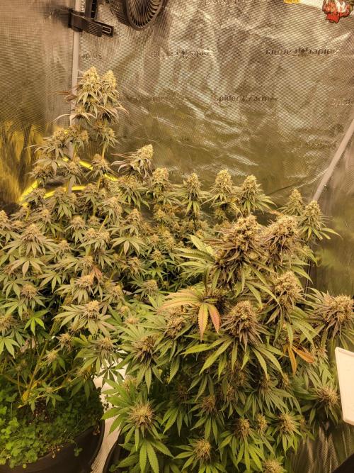 My second round of feminized seeds. Week 16