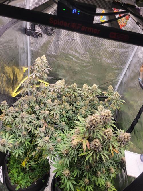 My second round of feminized seeds. Week 16