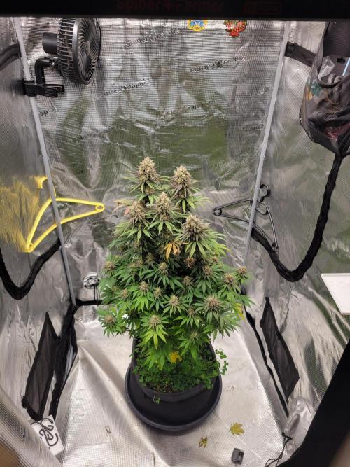 My second round of feminized seeds. Week 16