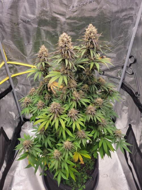 My second round of feminized seeds. Week 16