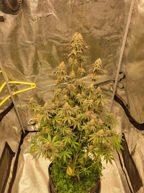 My second round of feminized seeds. Week 16