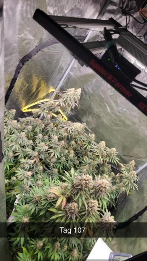 My second round of feminized seeds