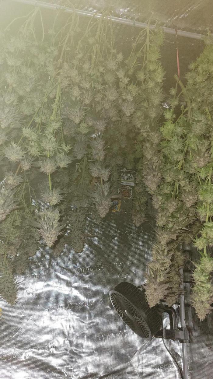 My second round of feminized seeds. Week 17