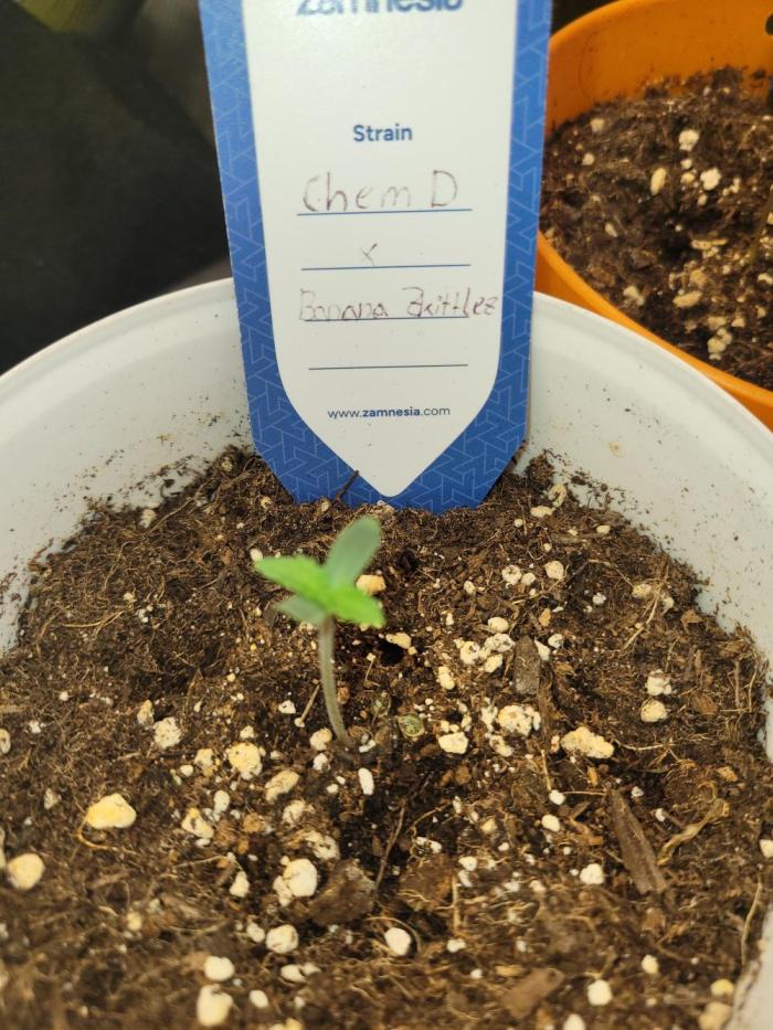 Chem D x Banana Zkittlez. Week 0