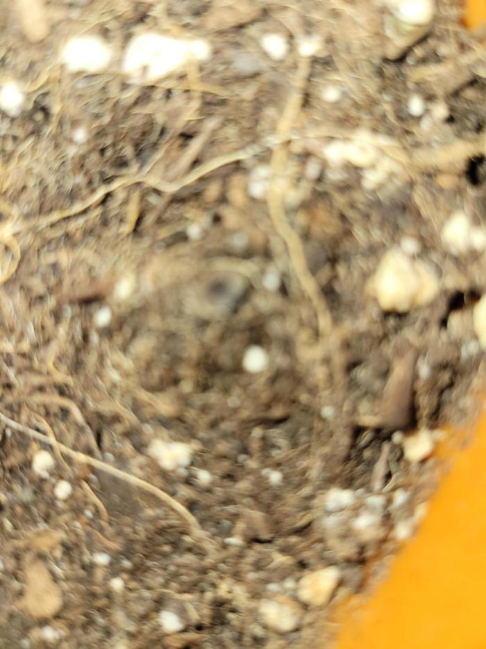 White Truffle BX x Rainbow Melon. Week 0