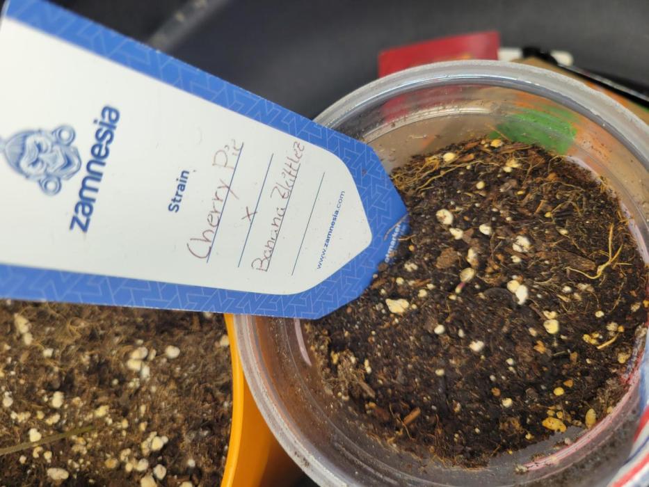 Cherry Pie x Banana Zkittlez. Week 0