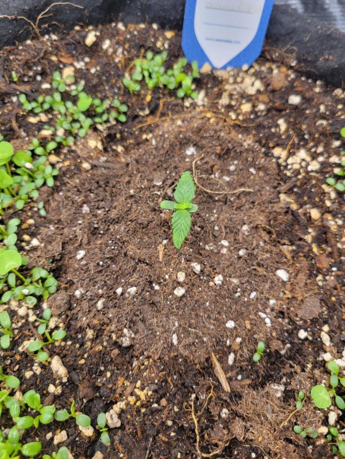 Cherry Pie x Banana Zkittlez. Week 1