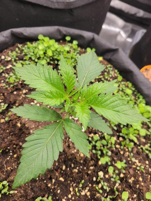 White Truffle BX x Rainbow Melon. Week 1