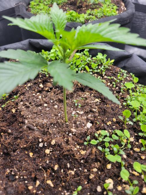 White Truffle BX x Rainbow Melon. Week 1