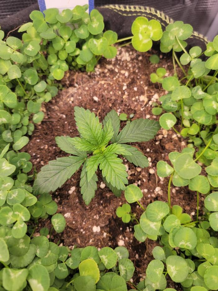 Cherry Pie x Banana Zkittlez. Week 2