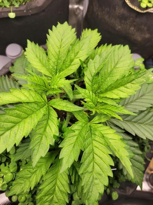 White Truffle BX x Rainbow Melon. Week 2