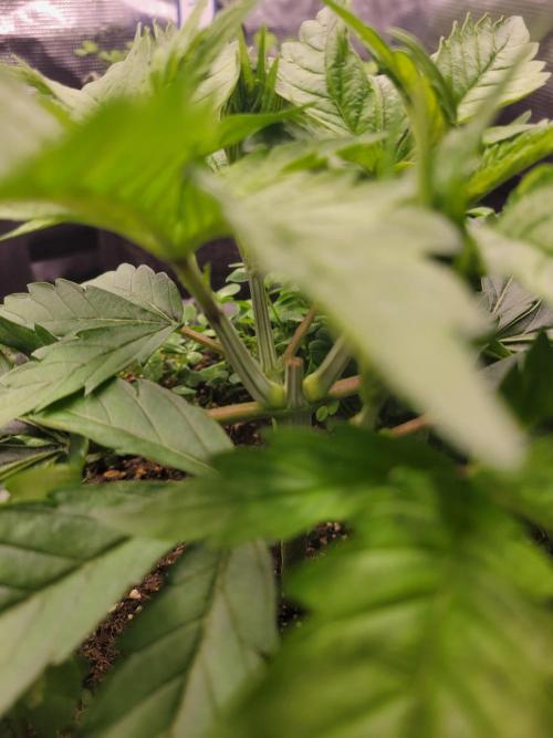 White Truffle BX x Rainbow Melon. Week 2