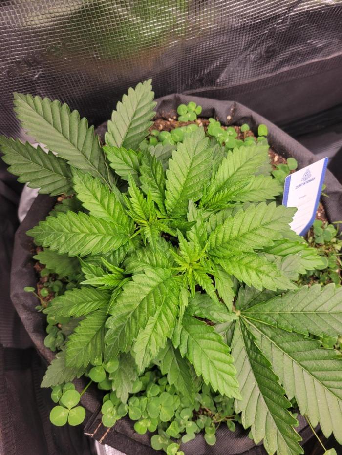 Chem D x Banana Zkittlez. Week 2