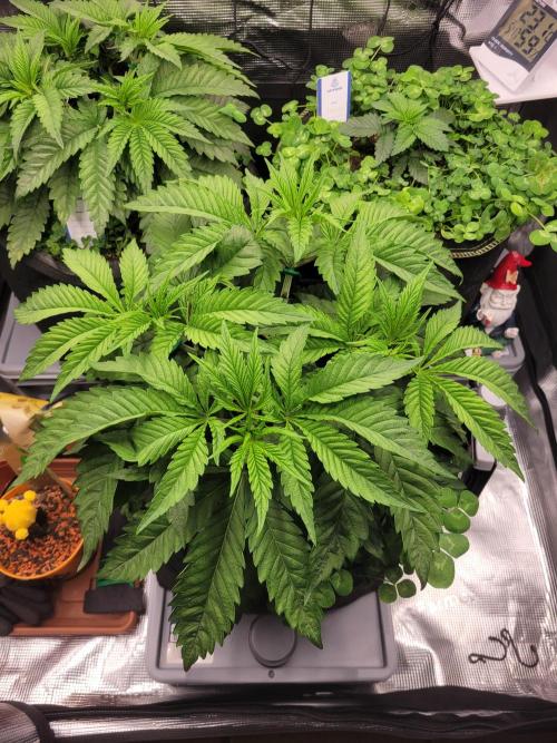 White Truffle BX x Rainbow Melon. Week 3