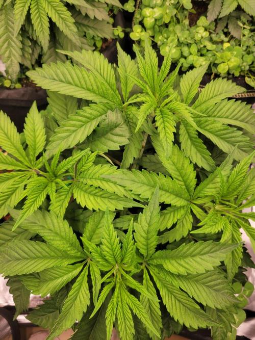 White Truffle BX x Rainbow Melon. Week 3