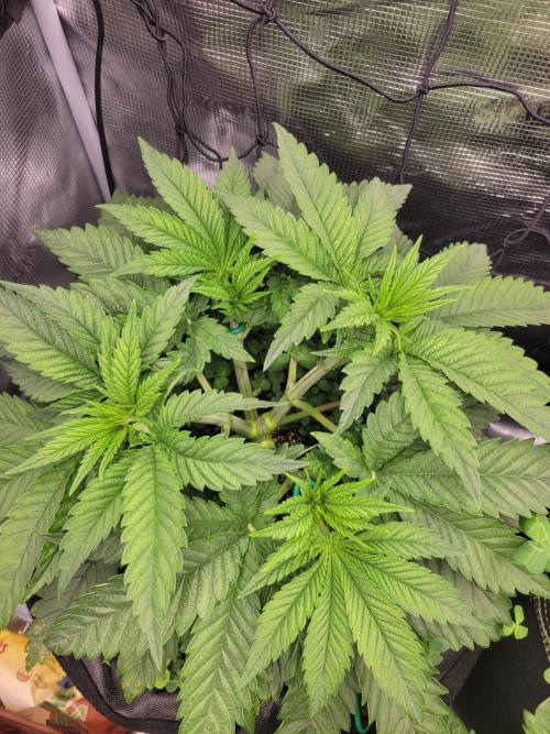 Chem D x Banana Zkittlez. Week 3