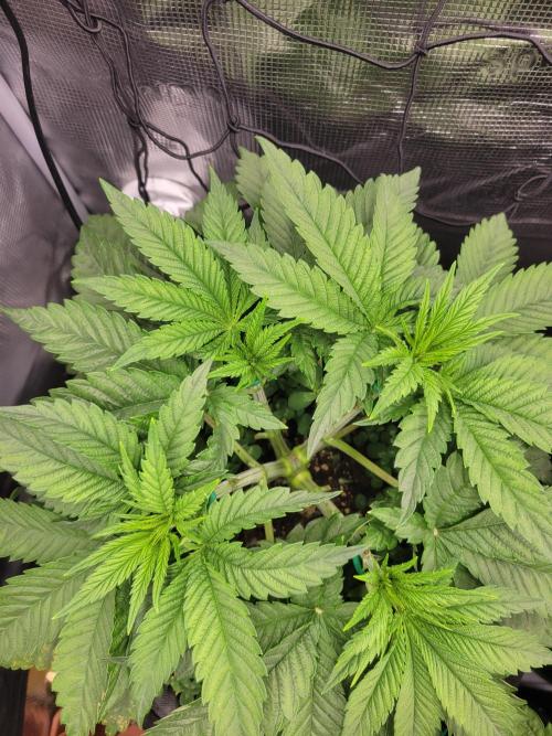 Chem D x Banana Zkittlez. Week 3