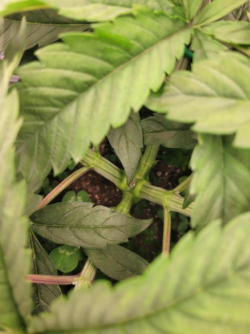 White Truffle BX x Rainbow Melon. Week 4