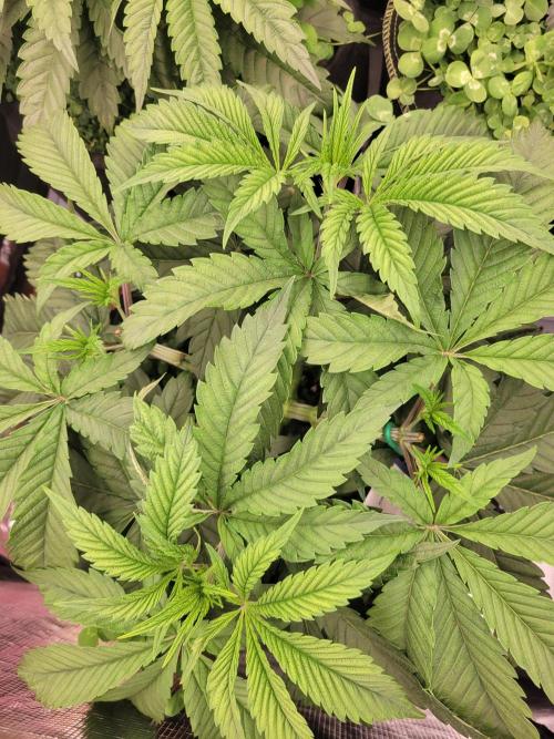 White Truffle BX x Rainbow Melon. Week 4