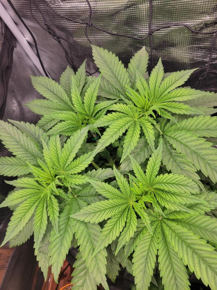 Chem D x Banana Zkittlez. Week 4