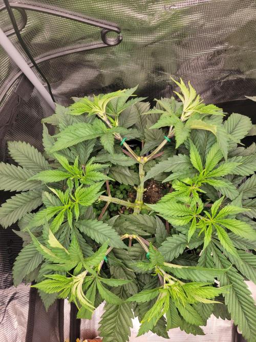 White Truffle BX x Rainbow Melon. Week 5 - Von 6 auf 8 haupttriebe 