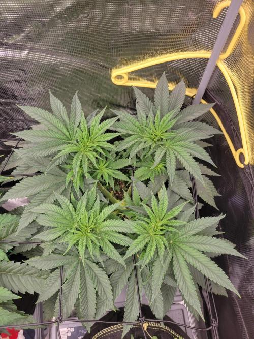 Chem D x Banana Zkittlez. Week 5