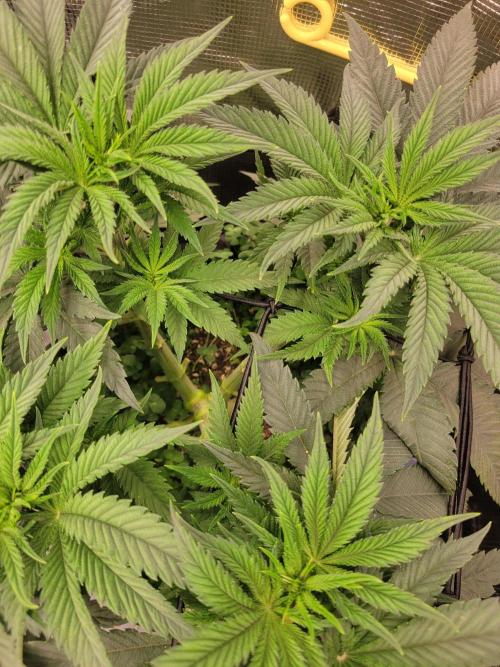 Chem D x Banana Zkittlez. Week 5