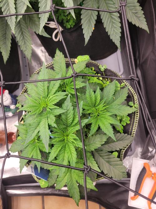 Cherry Pie x Banana Zkittlez. Week 5