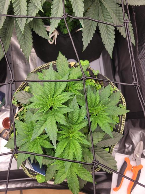 Cherry Pie x Banana Zkittlez. Week 5