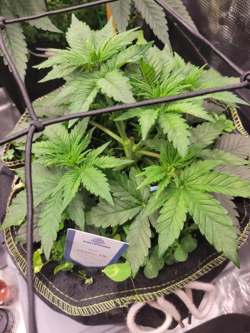 Cherry Pie x Banana Zkittlez. Week 5