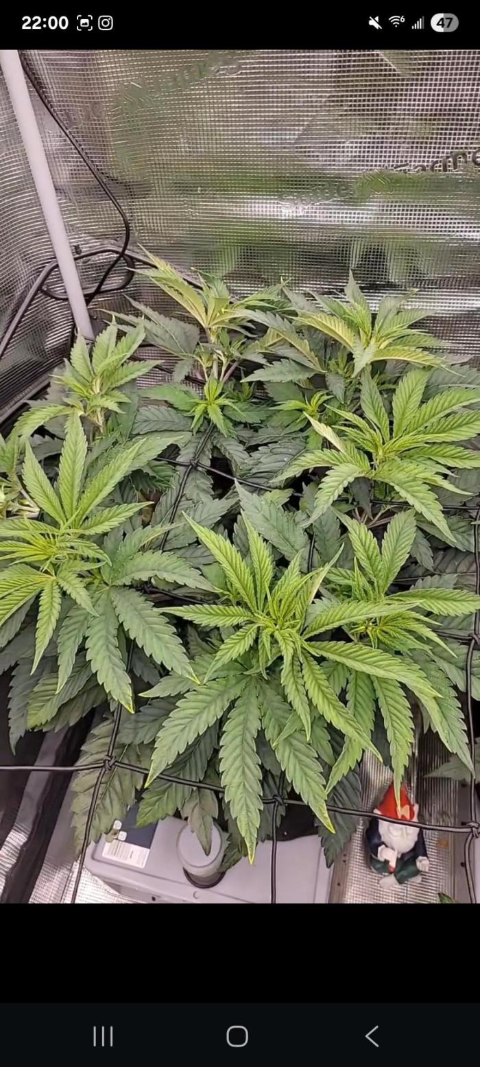 White Truffle BX x Rainbow Melon. Week 6