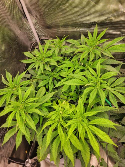 White Truffle BX x Rainbow Melon. Week 7