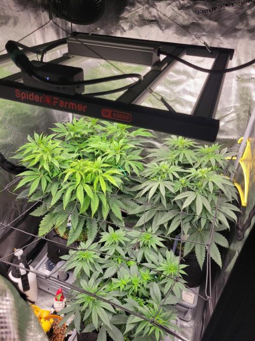 White Truffle BX x Rainbow Melon. Week 7