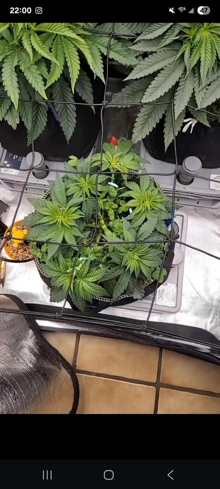Cherry Pie x Banana Zkittlez. Week 6