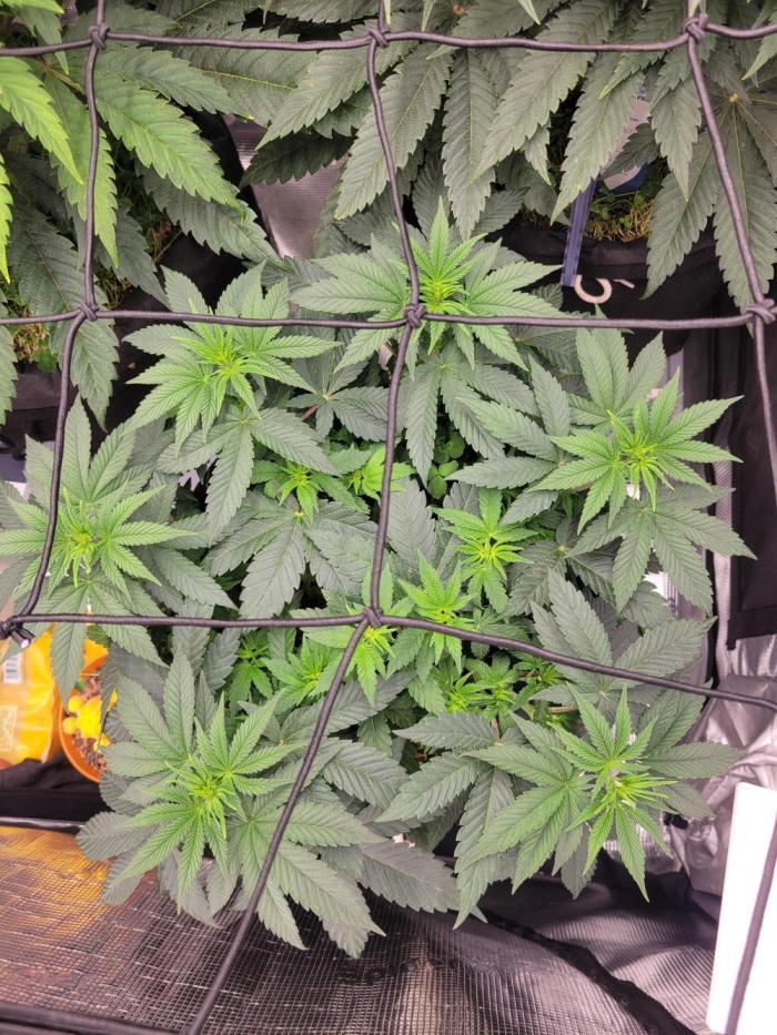 Cherry Pie x Banana Zkittlez. Week 7