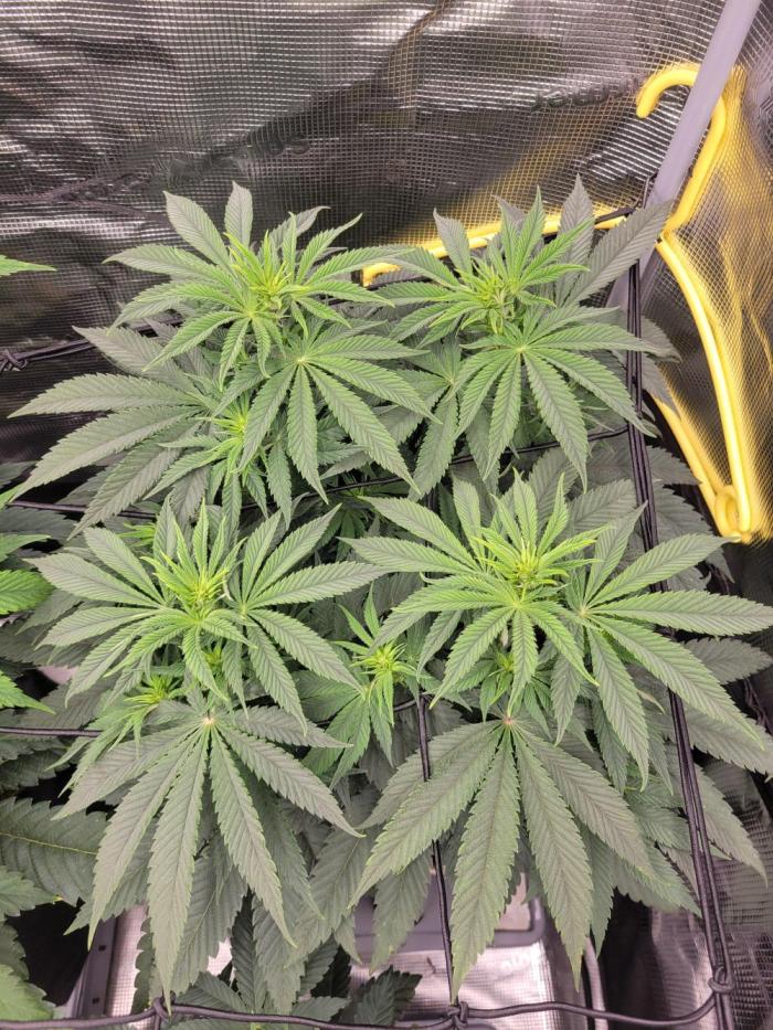 Chem D x Banana Zkittlez. Week 6