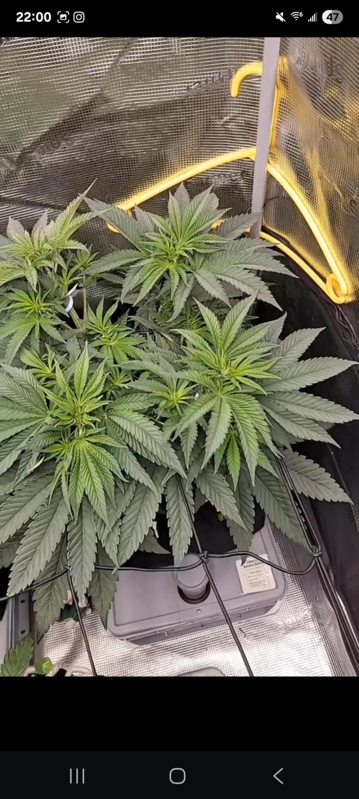Chem D x Banana Zkittlez. Week 7
