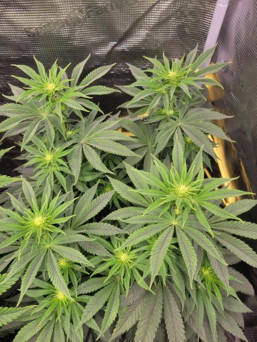Chem D x Banana Zkittlez. Week 8