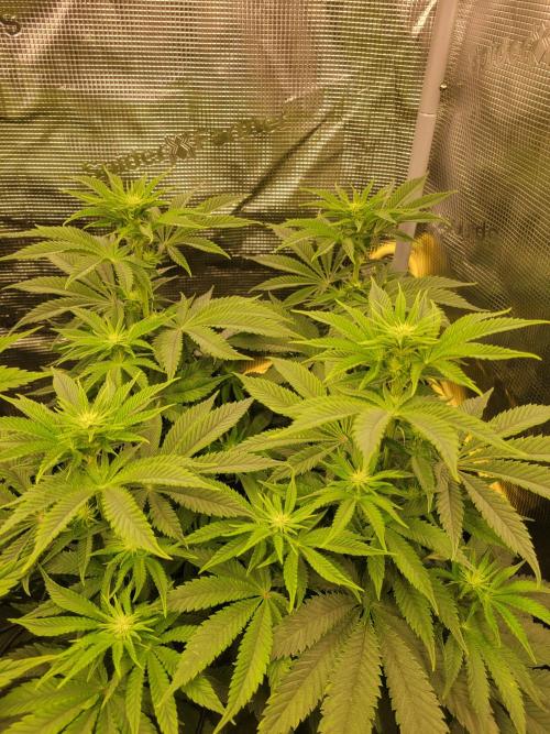 Chem D x Banana Zkittlez. Week 8