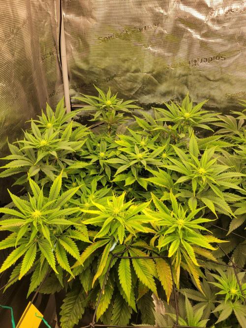 White Truffle BX x Rainbow Melon. Week 8
