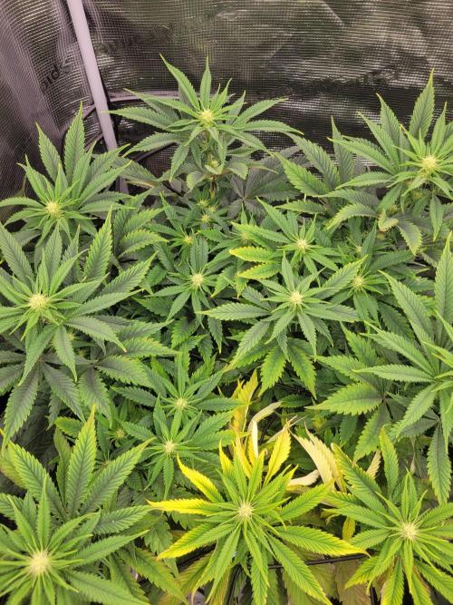 White Truffle BX x Rainbow Melon. Week 8