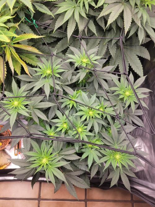 Cherry Pie x Banana Zkittlez. Week 8