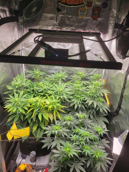 Cherry Pie x Banana Zkittlez. Week 8
