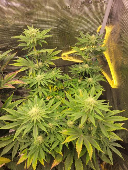 Chem D x Banana Zkittlez. Week 9