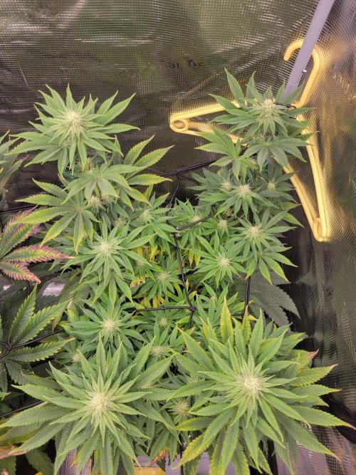 Chem D x Banana Zkittlez. Week 9
